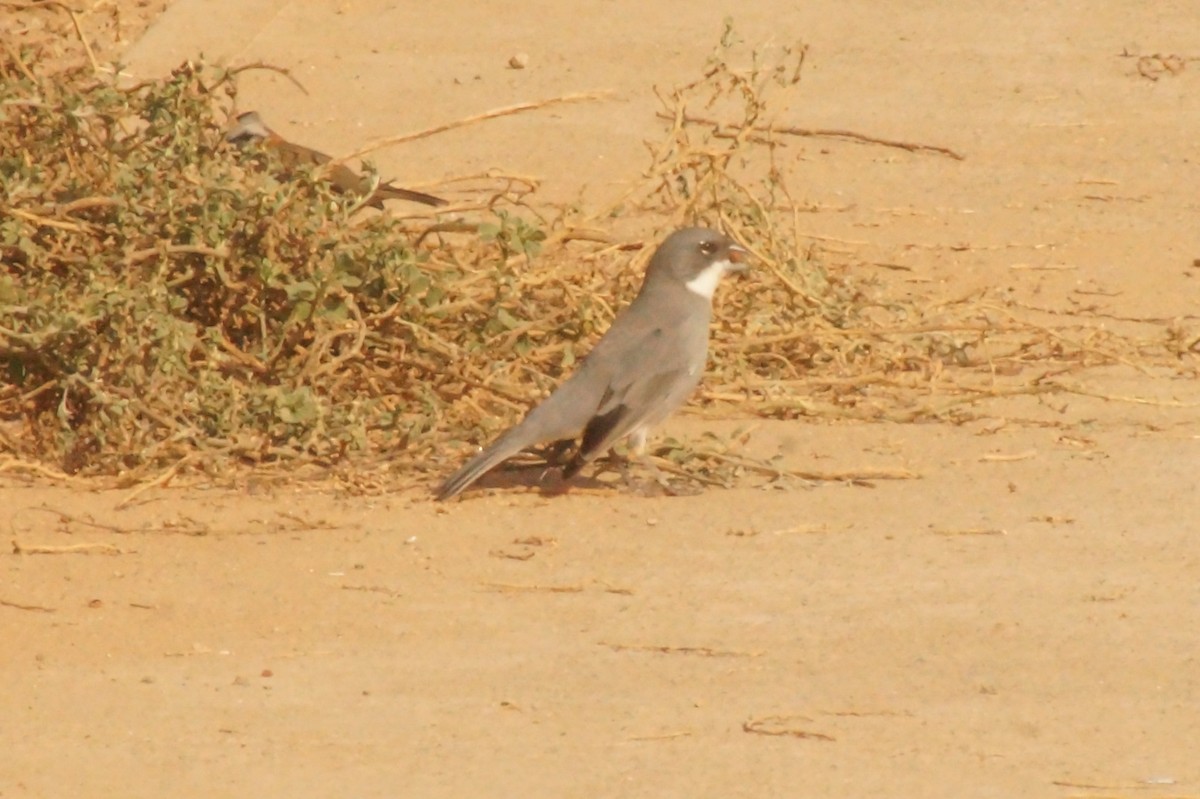 Diuca Finch - Rodrigo Jorquera Gonzalez