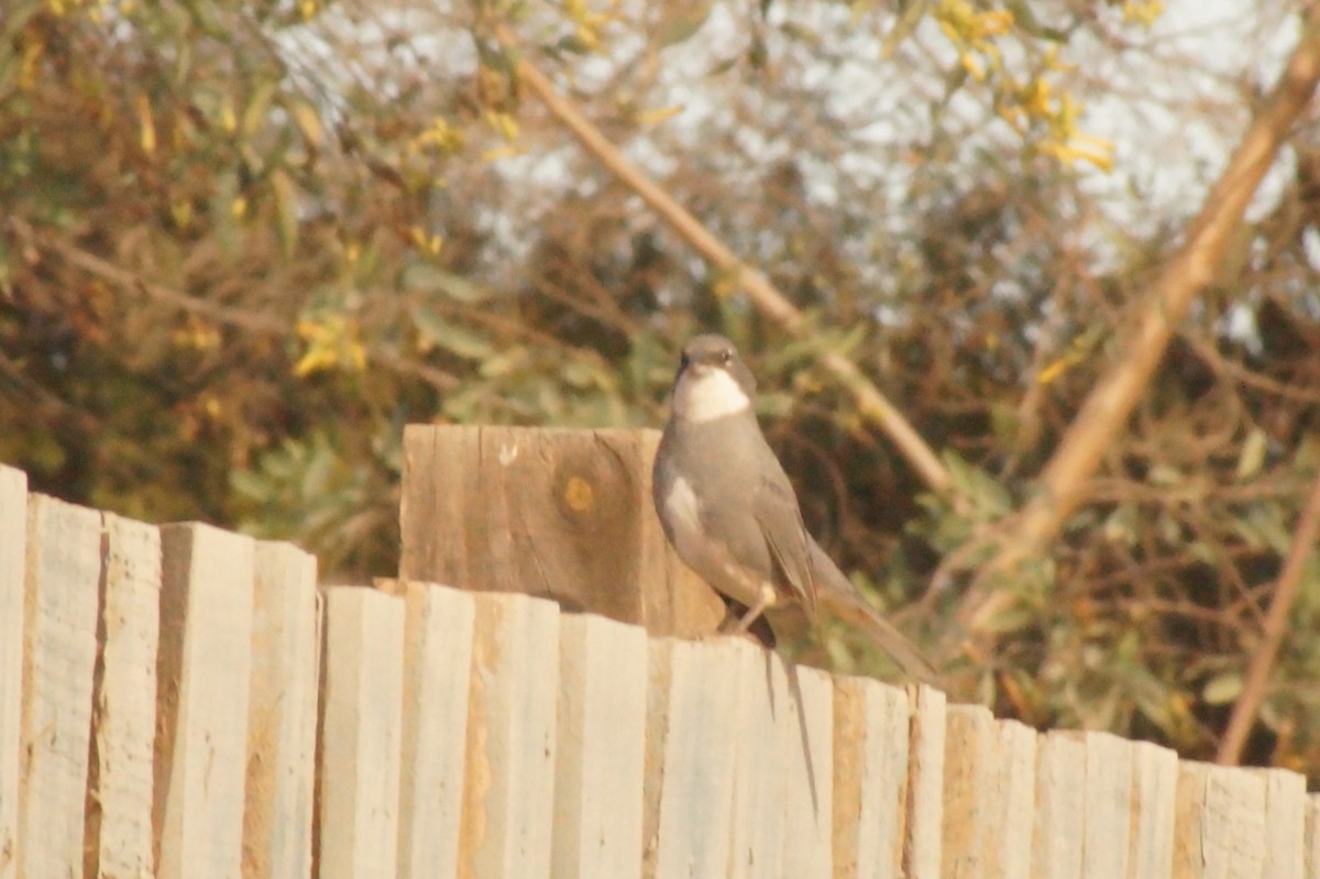 Diuca Finch - Rodrigo Jorquera Gonzalez