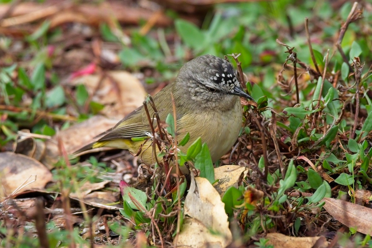 Yellow-rumped Thornbill - ML618874543