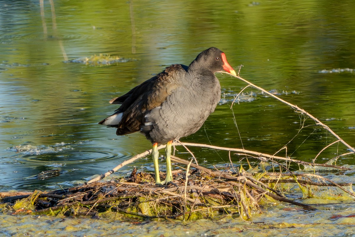 Common Gallinule - ML618874550