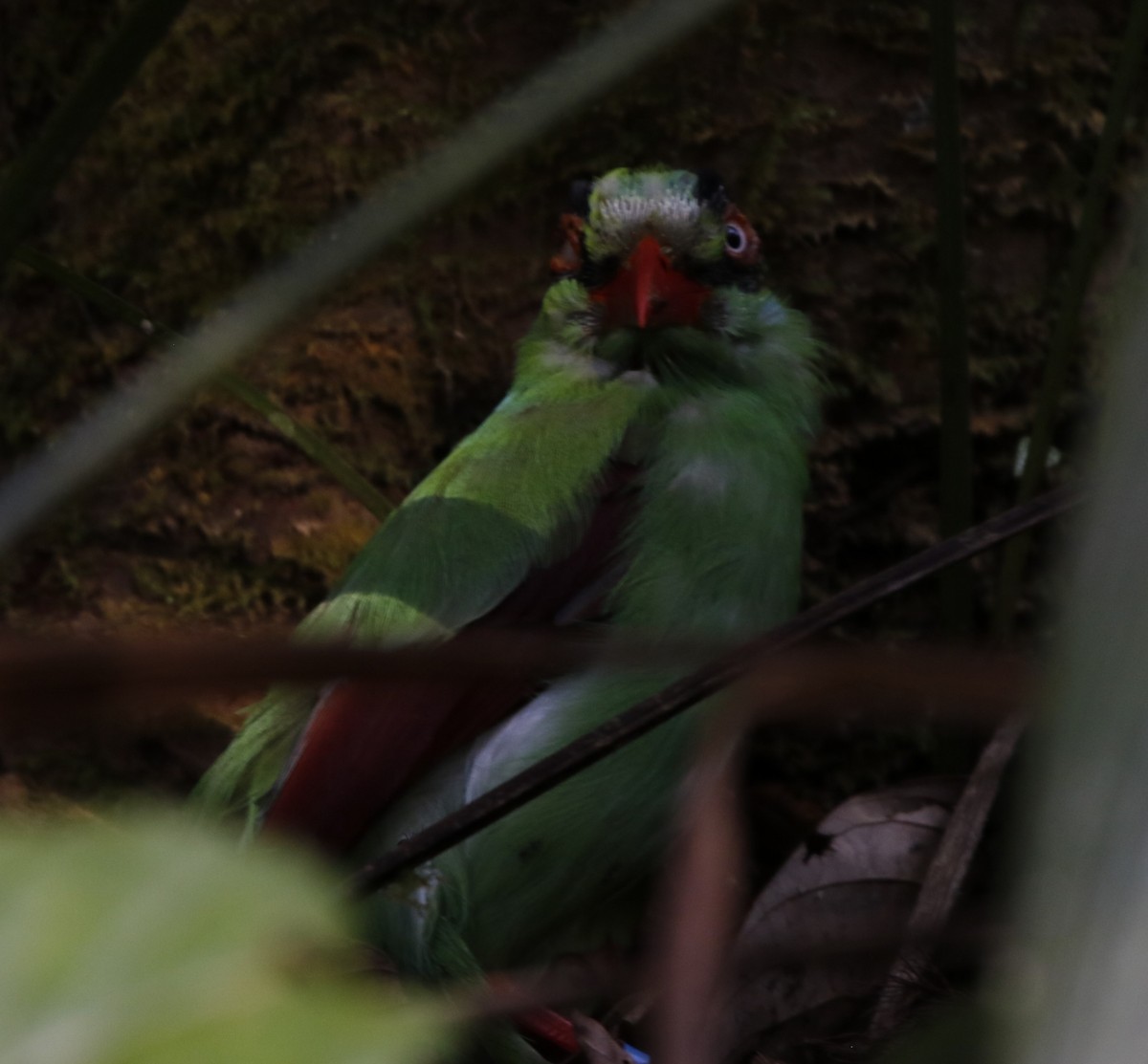 Borneo Yeşil Saksağanı - ML618874570