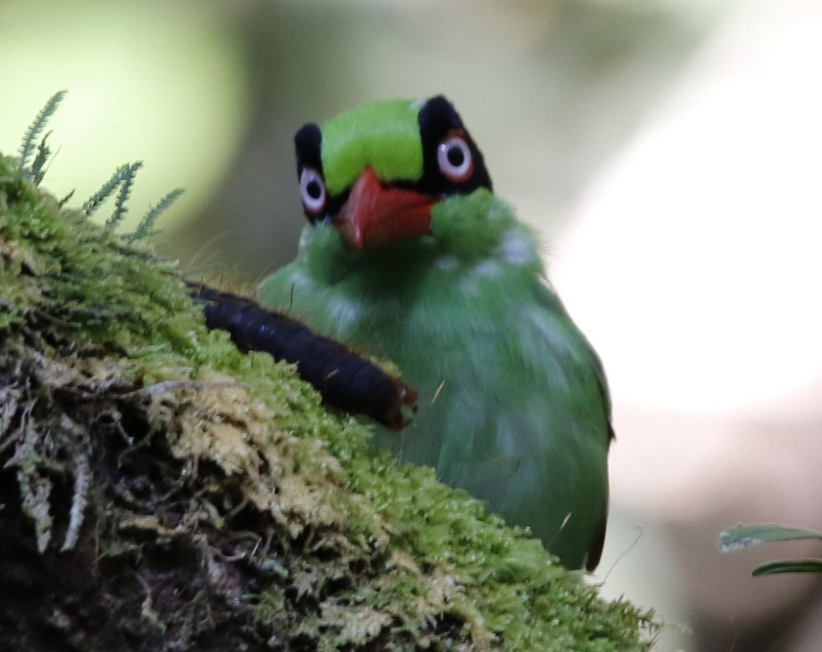 Bornean Green-Magpie - Lee Muse