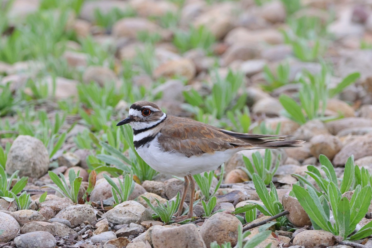 Killdeer - Caleb Villar