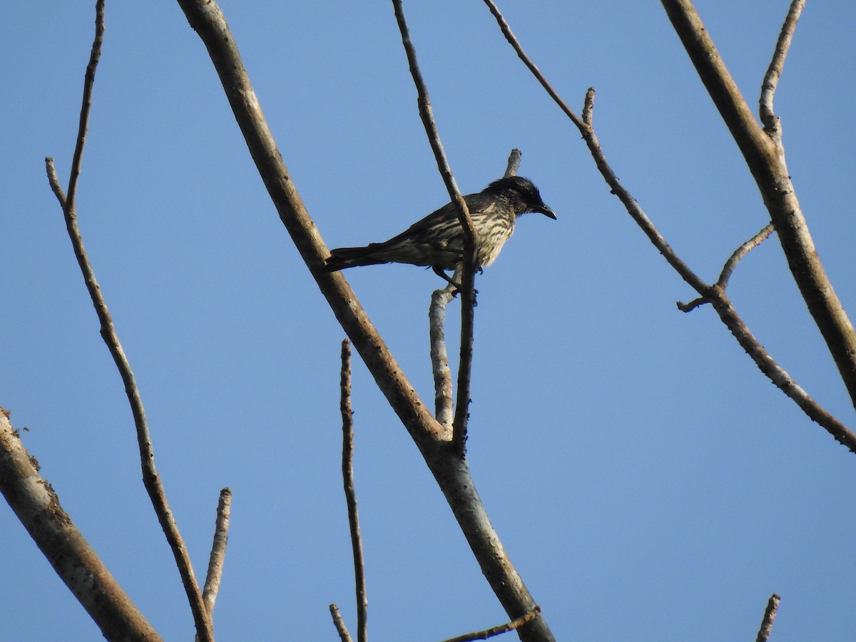 Asian Glossy Starling - ML618874577