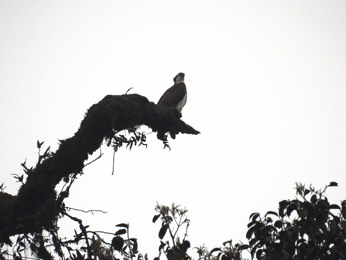 Rufous-bellied Eagle - Aparajita Datta