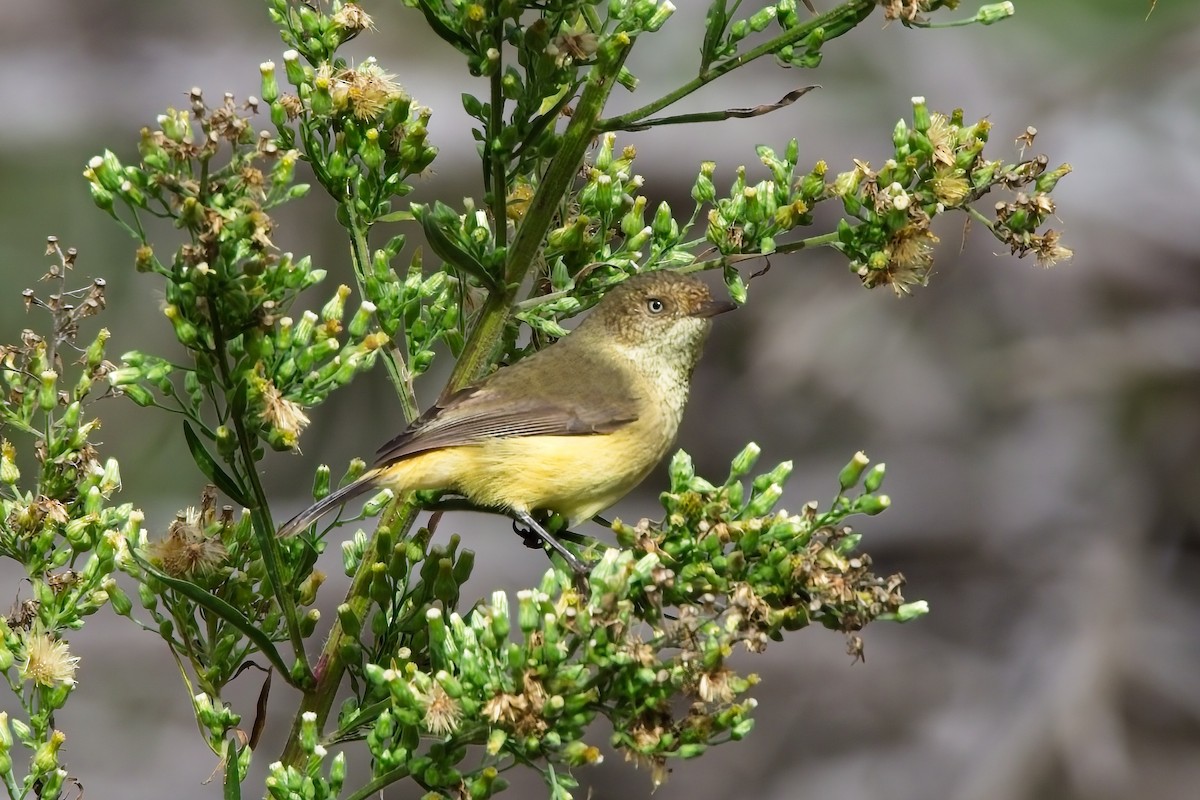 Buff-rumped Thornbill - ML618874616