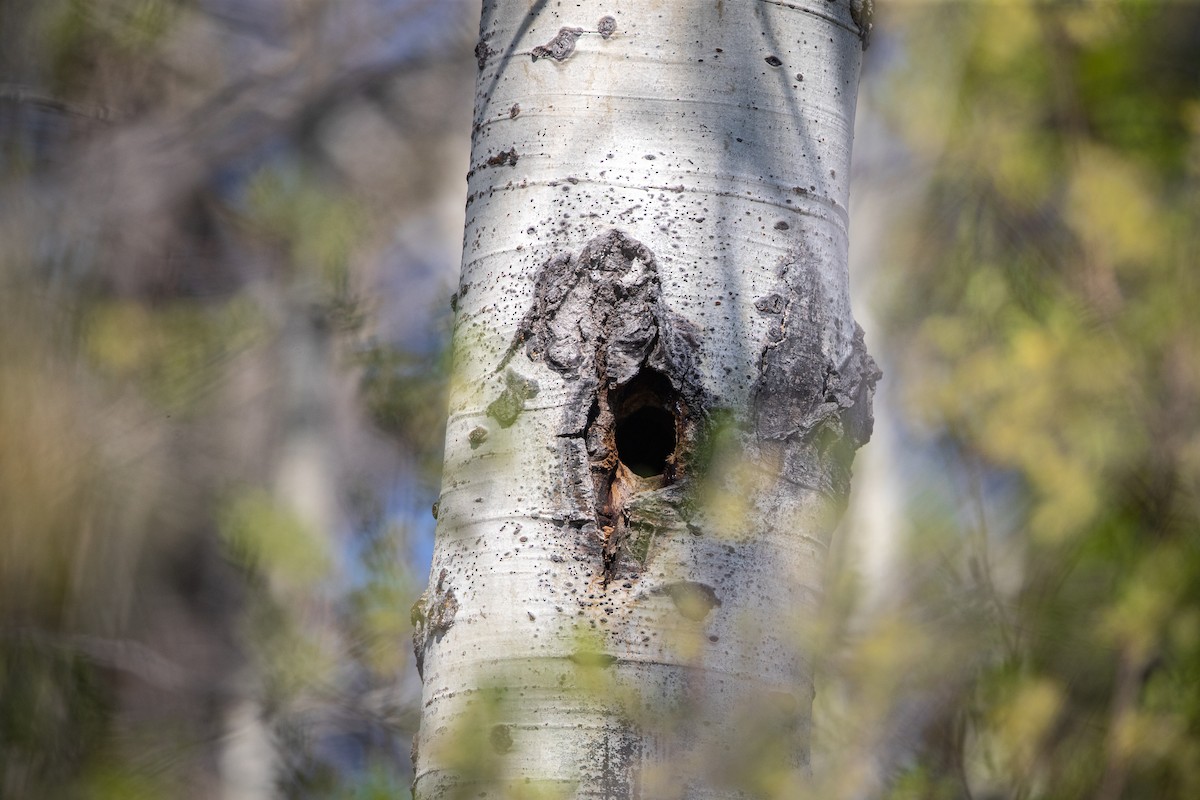 Northern Flicker (Red-shafted) - bj worth