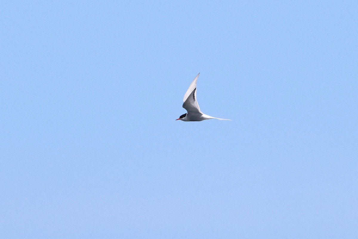 Arctic Tern - ML618874639