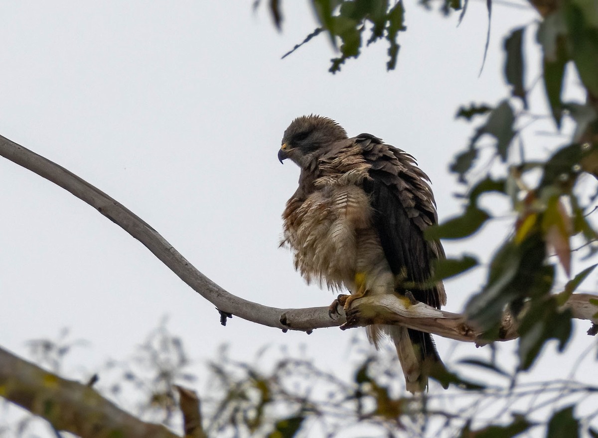 Swainson's Hawk - ML618874641