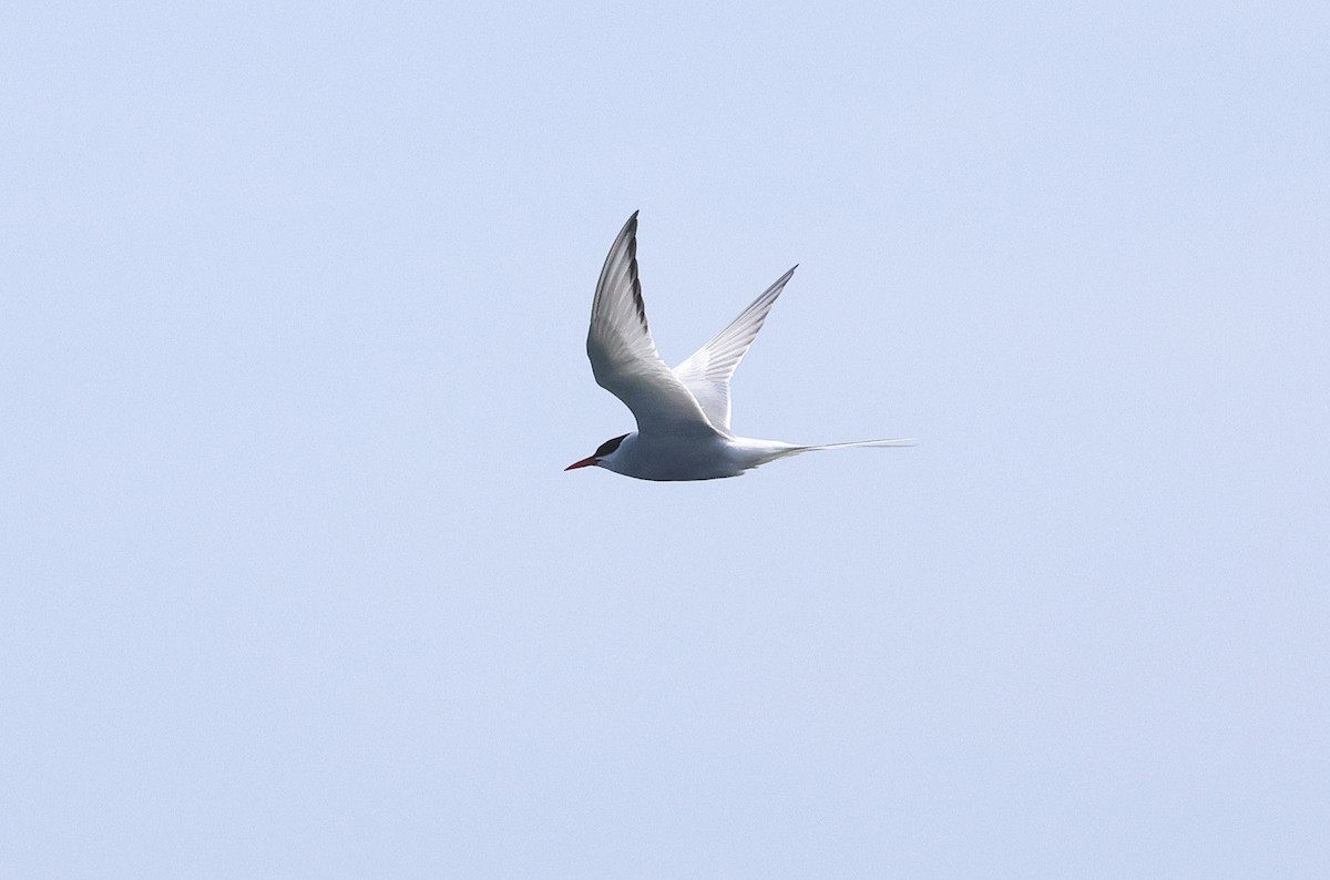 Arctic Tern - ML618874646