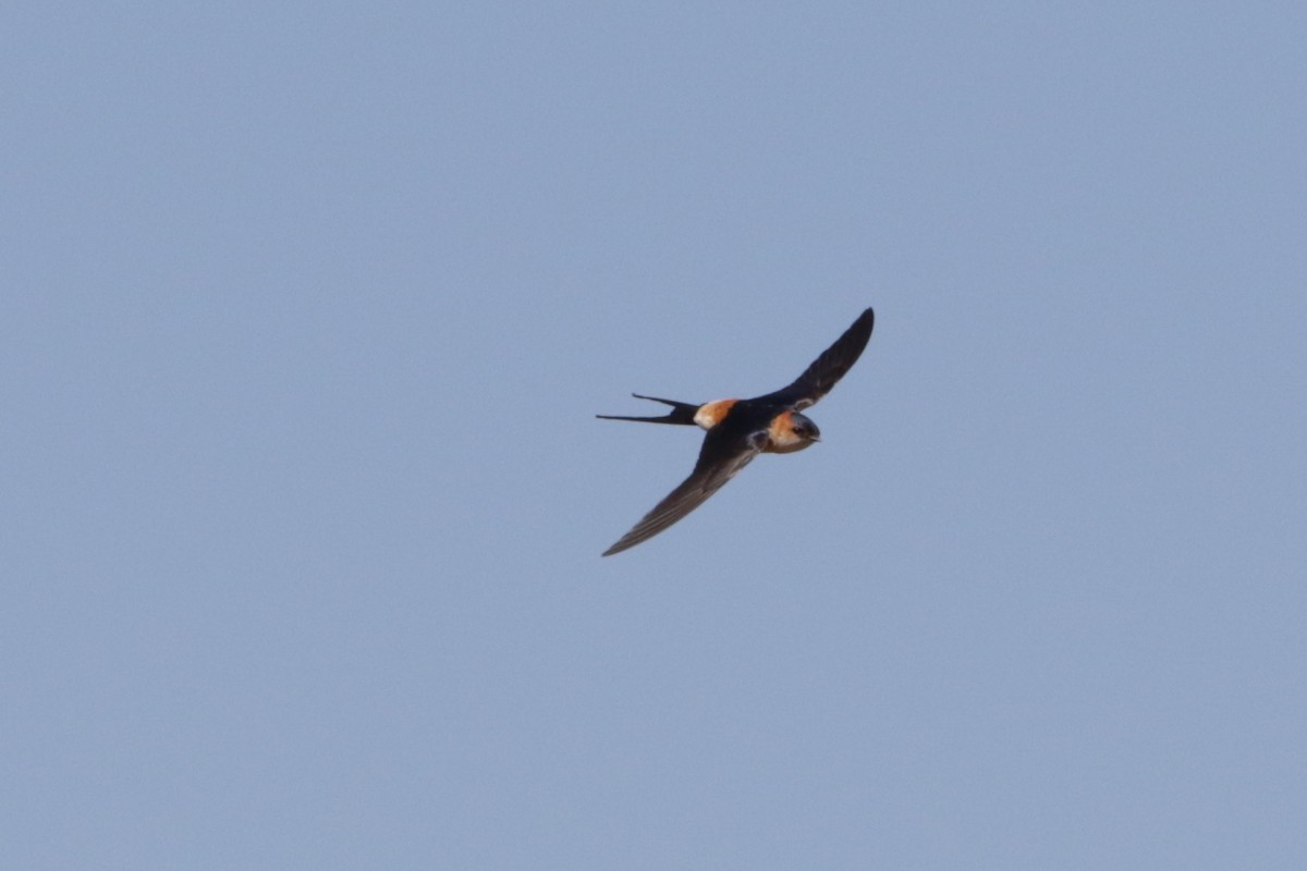 Red-rumped Swallow - Olivier Laporte