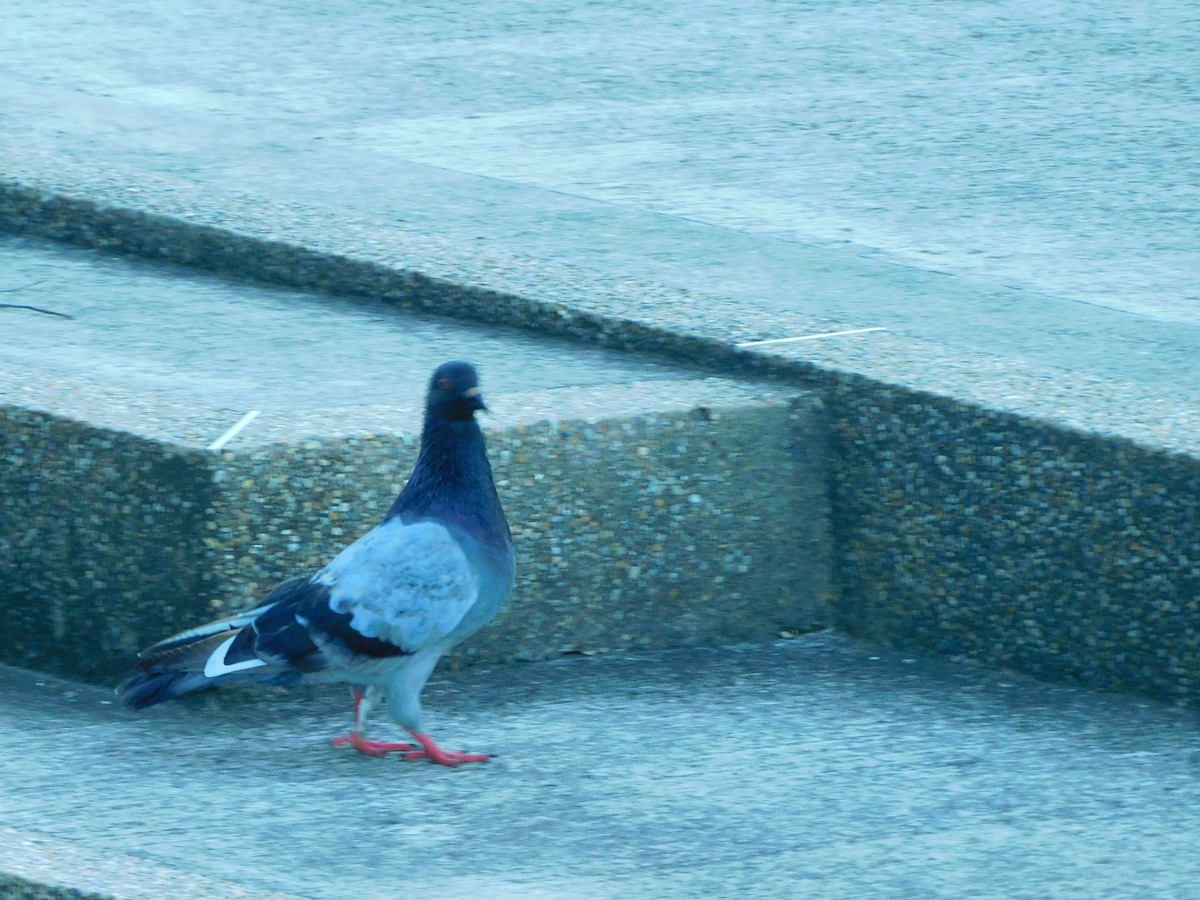 Scaled Pigeon - Edwin Giovanny Nuñez