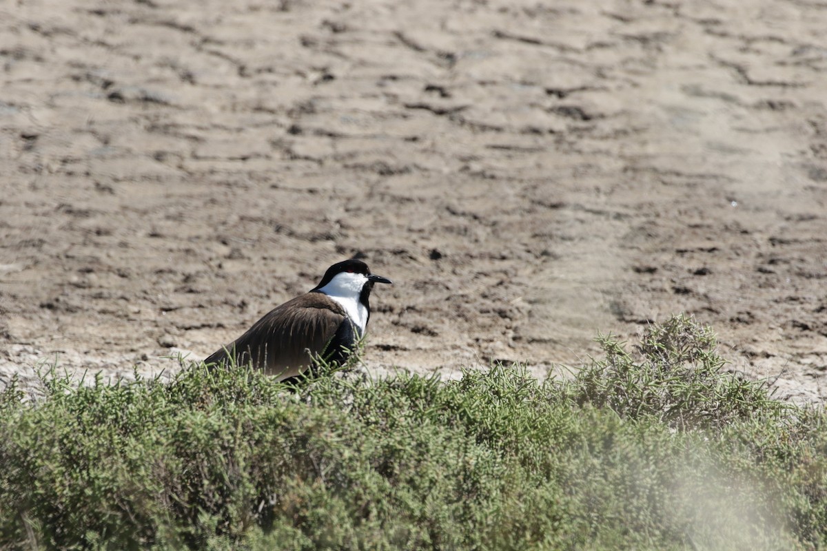 Spur-winged Lapwing - ML618874670