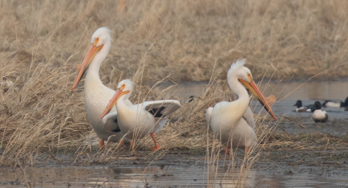 American White Pelican - CARLA DAVIS