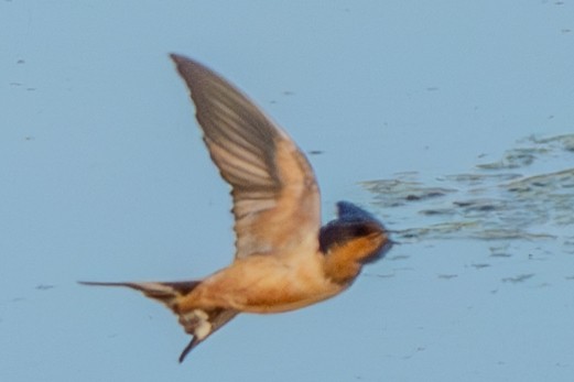 Barn Swallow - Carter Pape