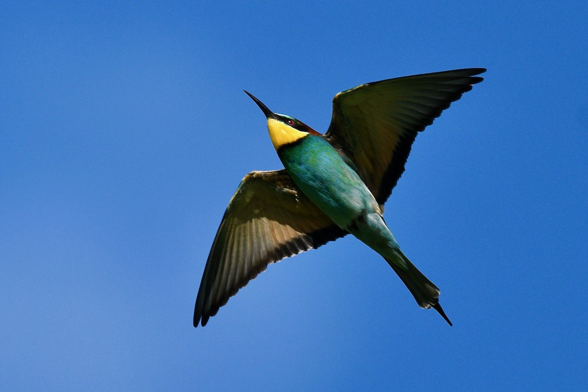 European Bee-eater - Jacques Erard