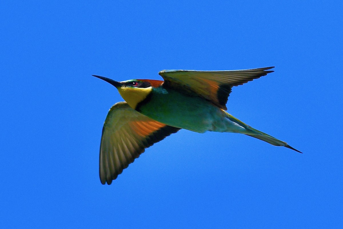 European Bee-eater - Jacques Erard