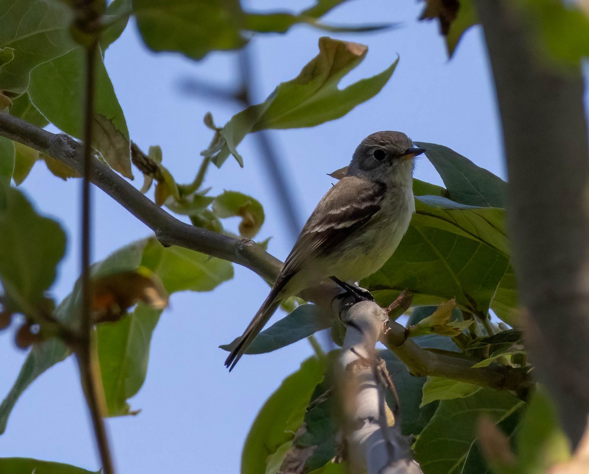 Gray Flycatcher - Christine Jacobs