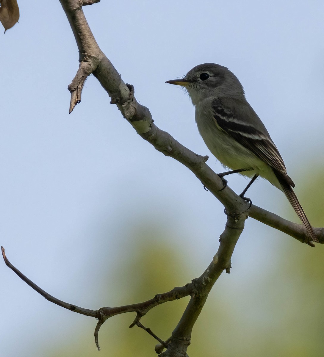 Gray Flycatcher - Christine Jacobs