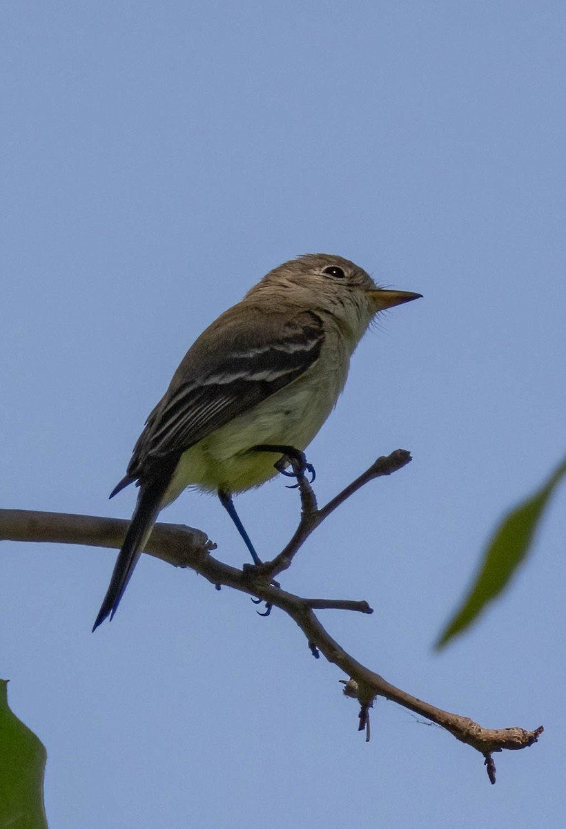 Gray Flycatcher - Christine Jacobs