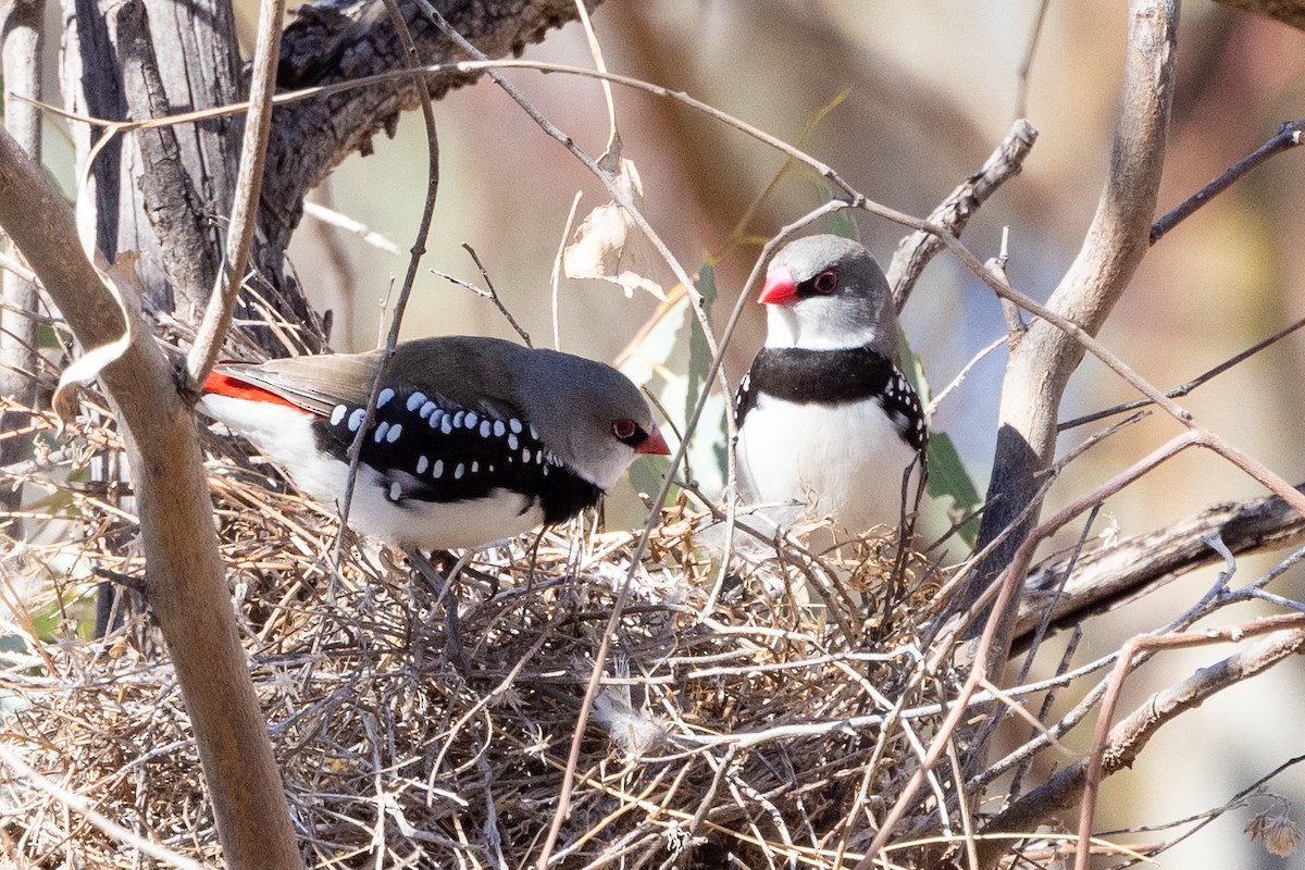 Diamond Firetail - Richard and Margaret Alcorn