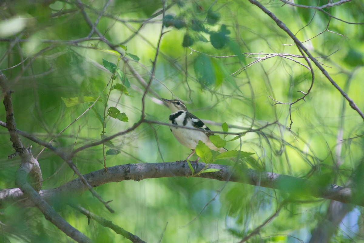 Forest Wagtail - Grady Singleton