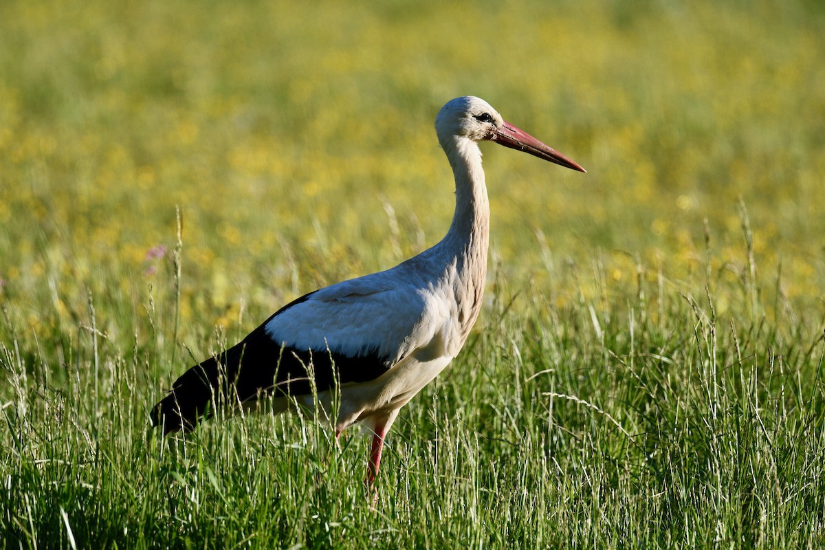 White Stork - Jacques Erard