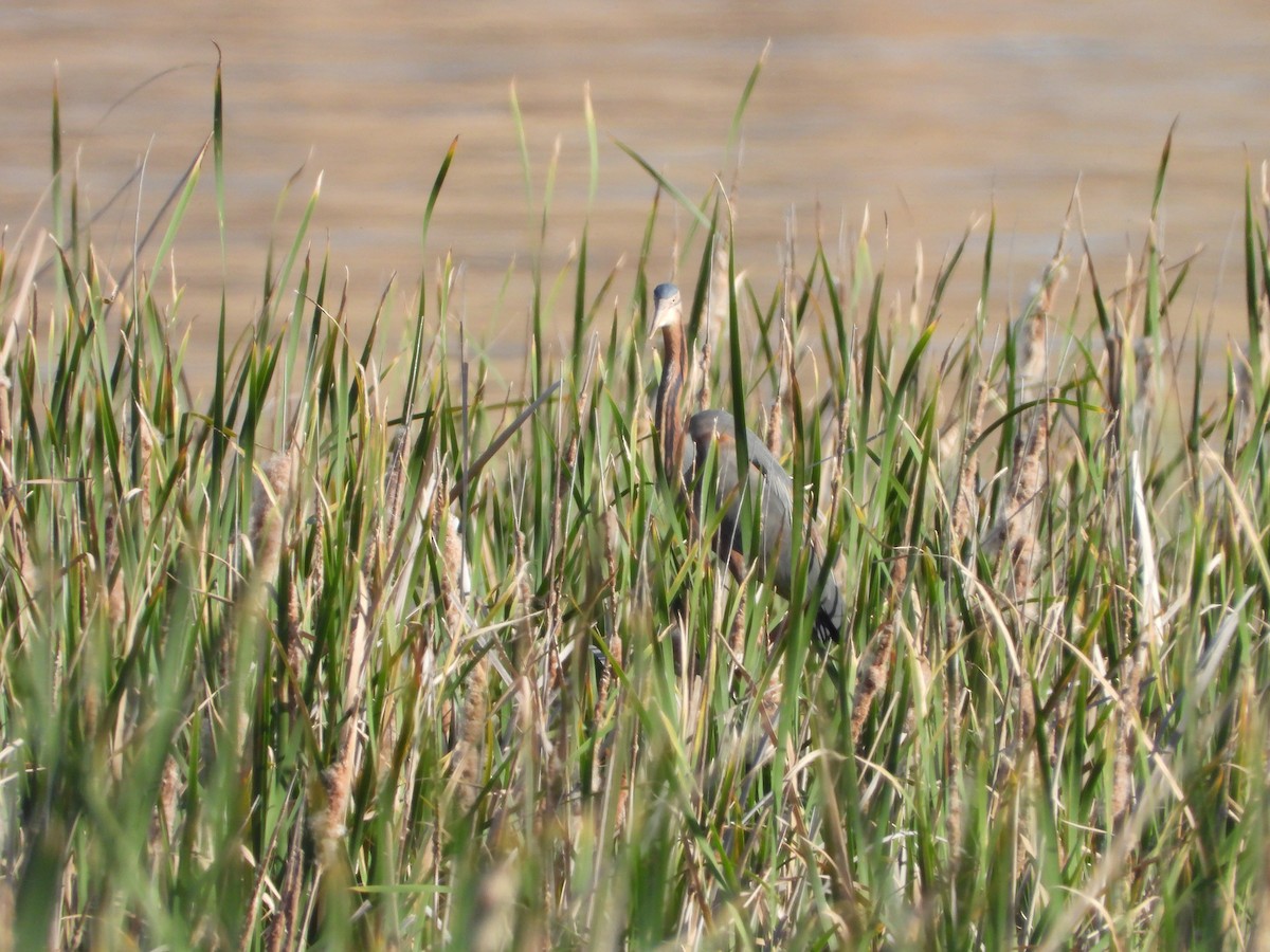 Purple Heron - ML618874787