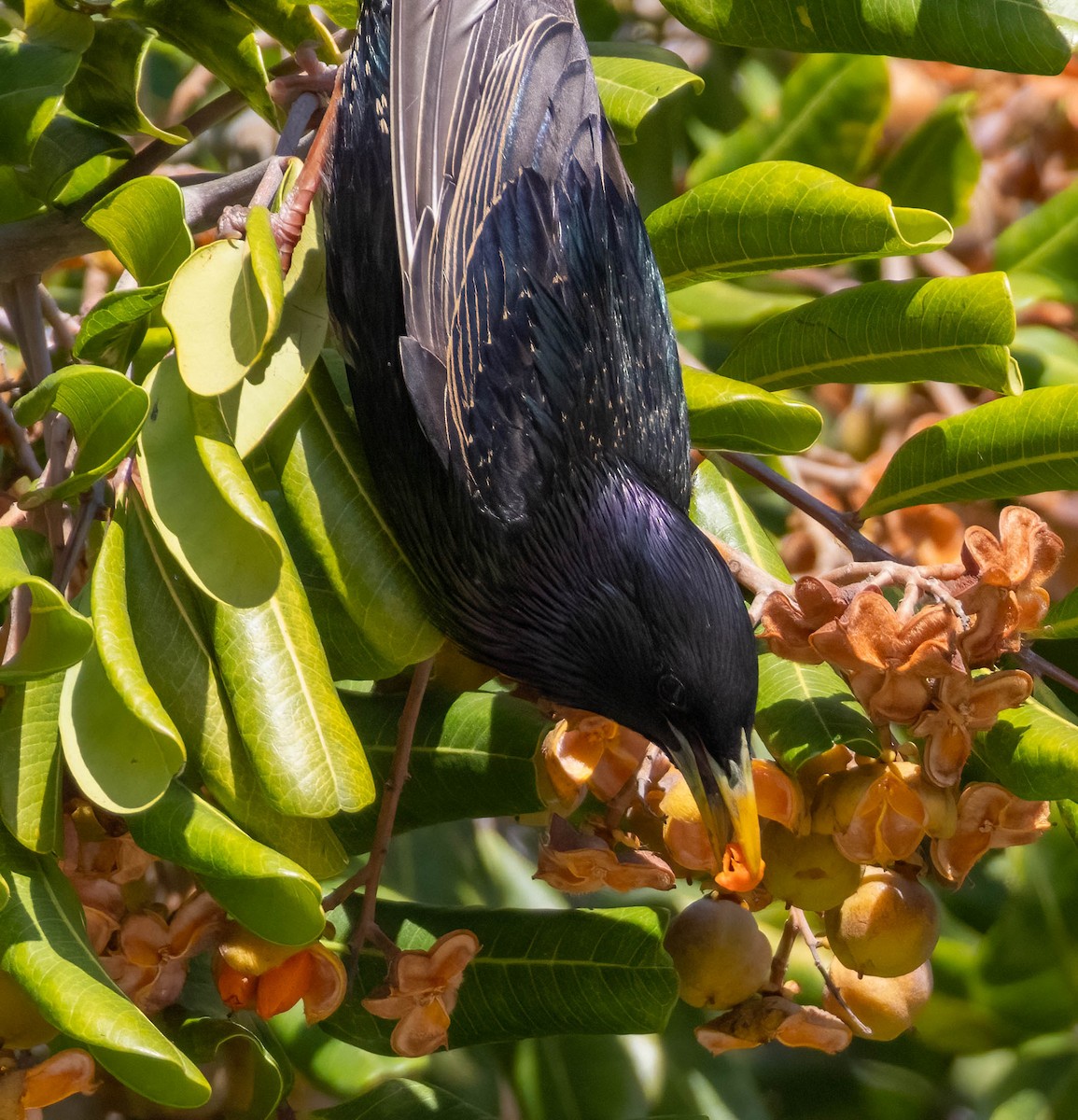 European Starling - Christine Jacobs