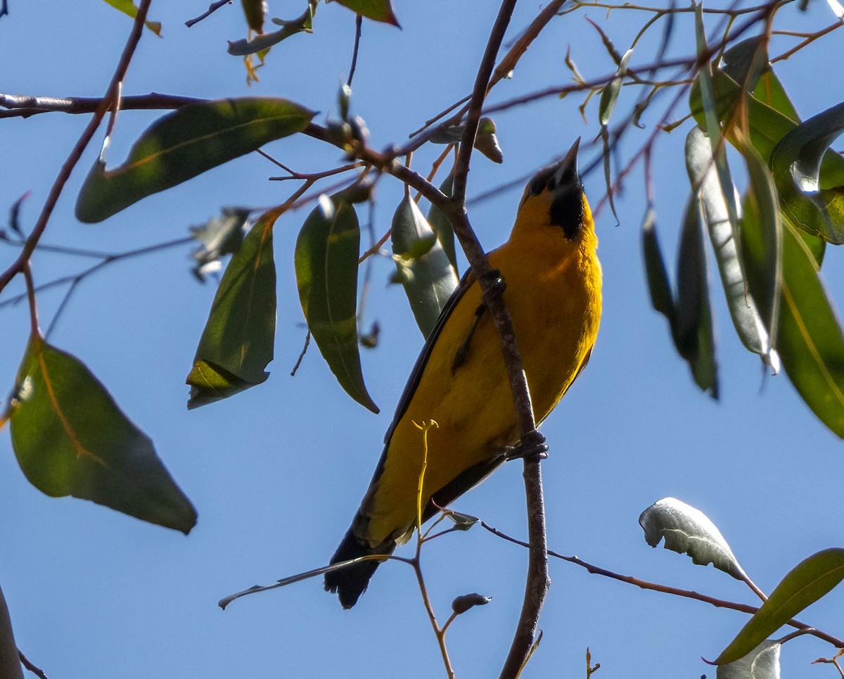 Bullock's Oriole - Christine Jacobs