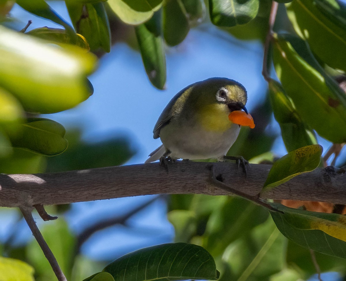 Swinhoe's White-eye - Christine Jacobs