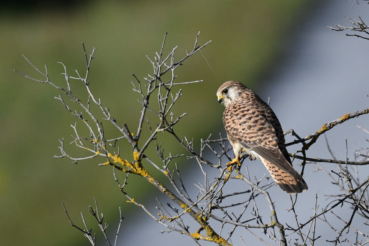 Eurasian Kestrel - Jacques Erard