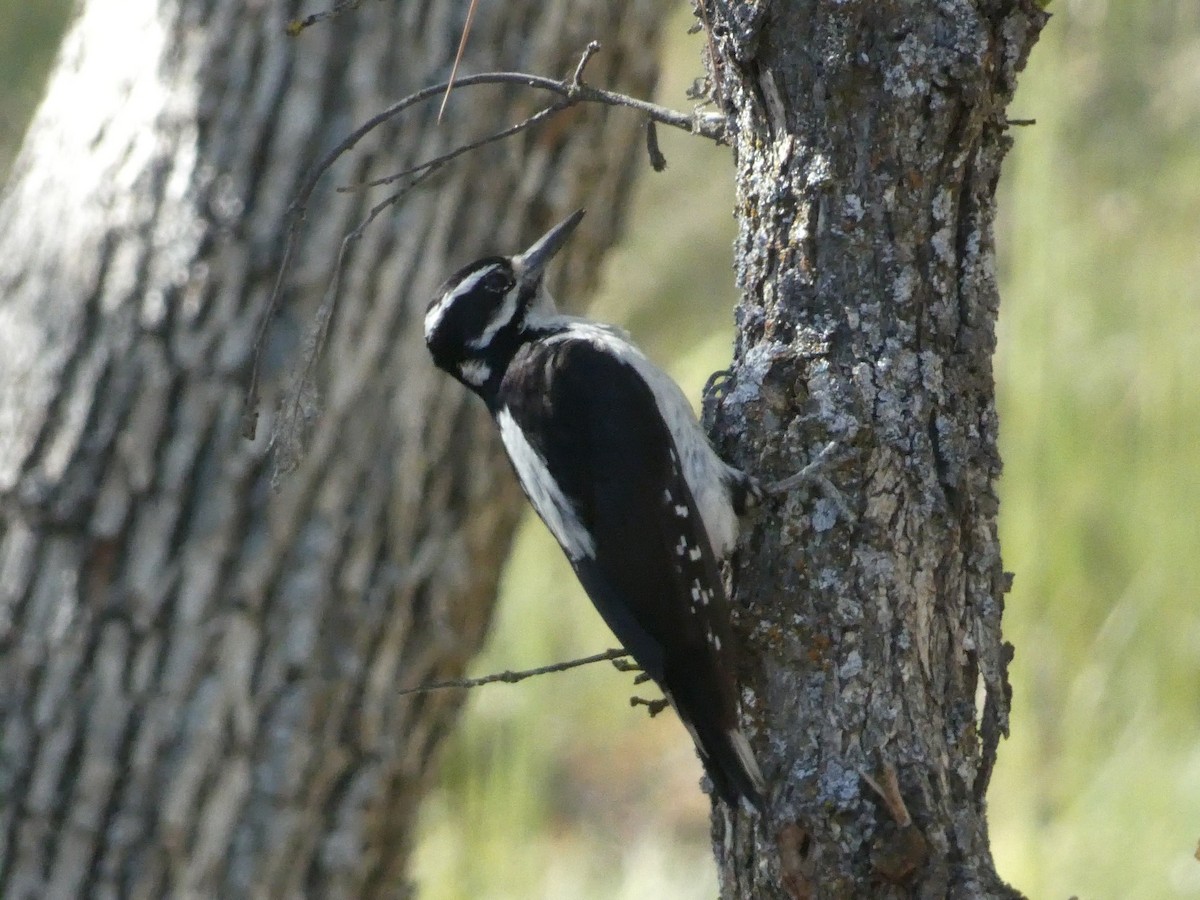 Hairy Woodpecker - Roberto Macay