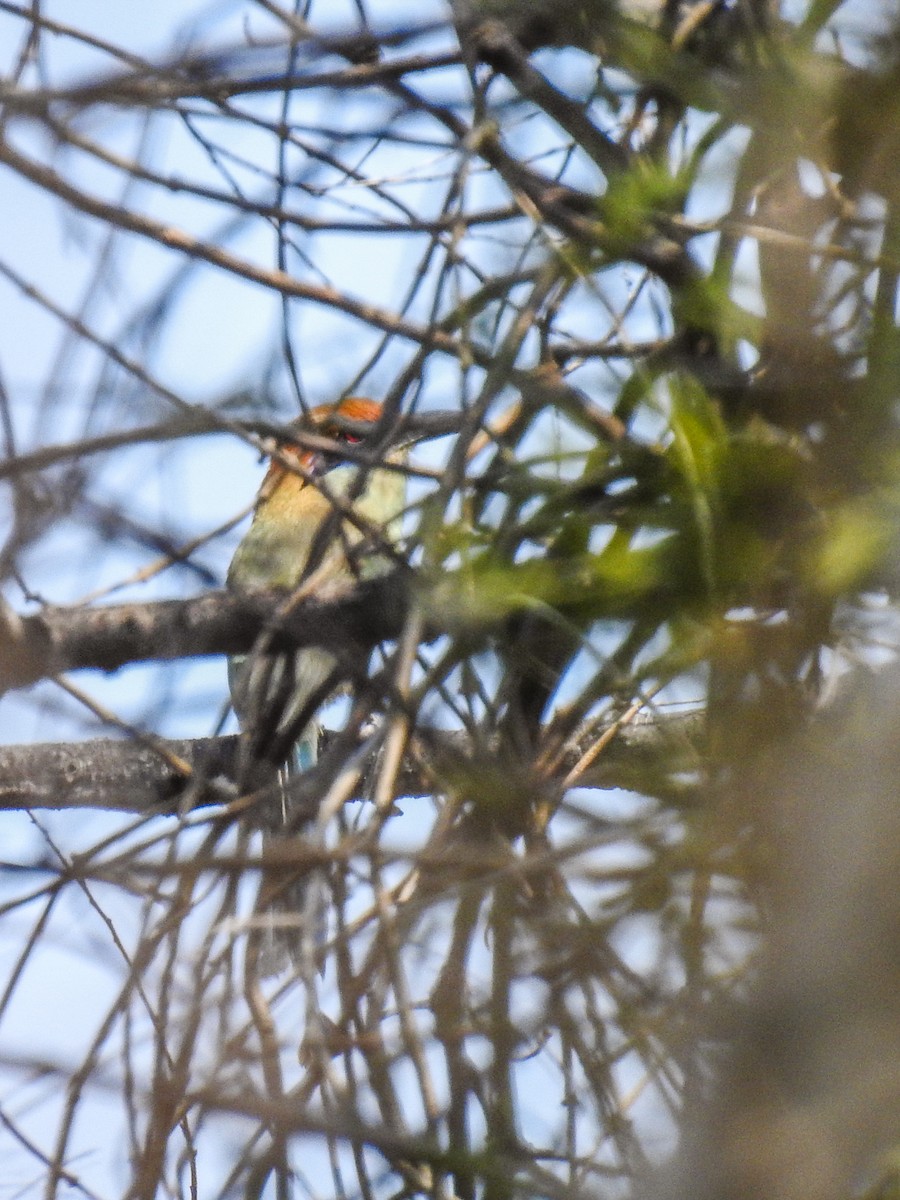 Russet-crowned Motmot - Sergio Castañeda Ramos