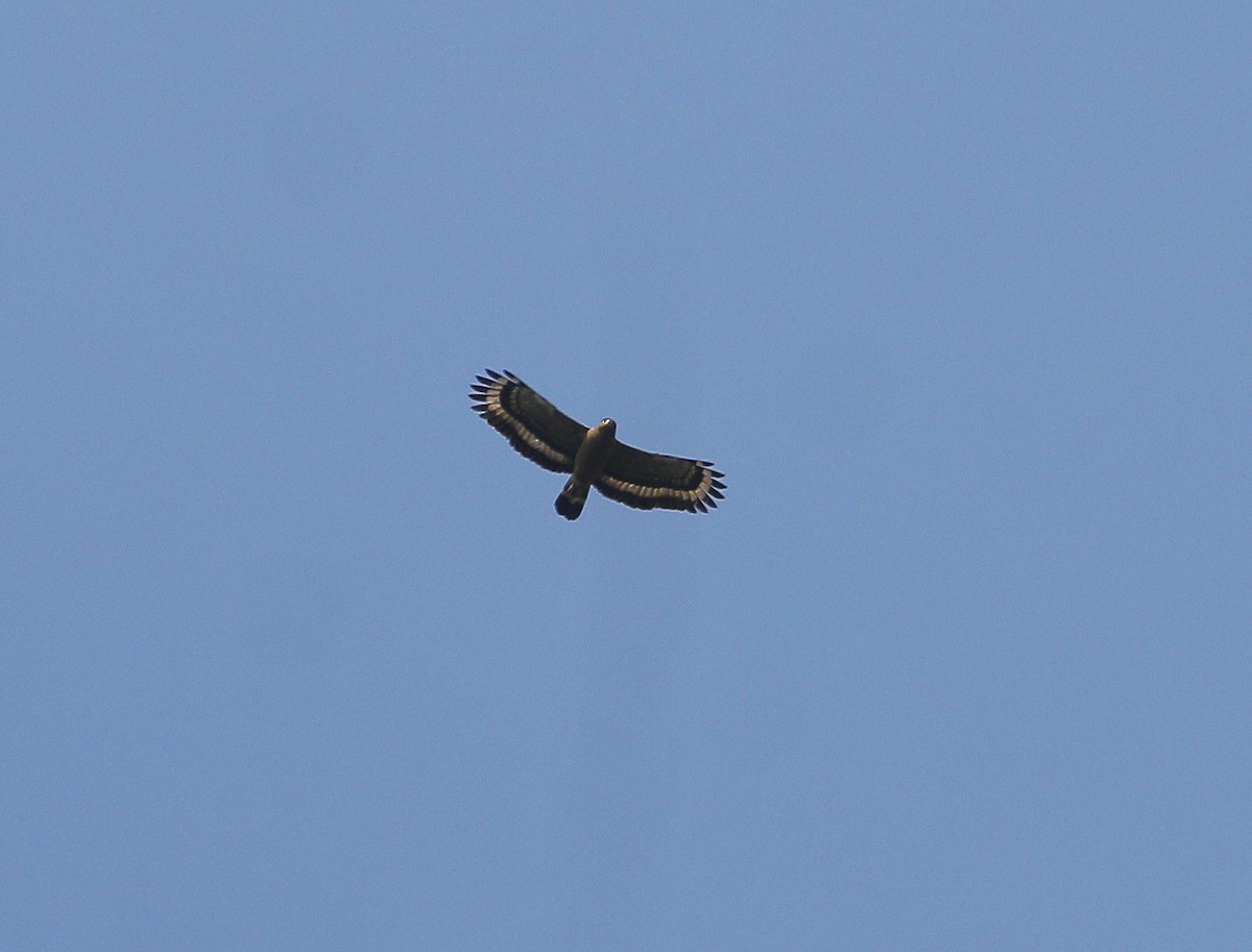 Crested Serpent-Eagle - Neoh Hor Kee