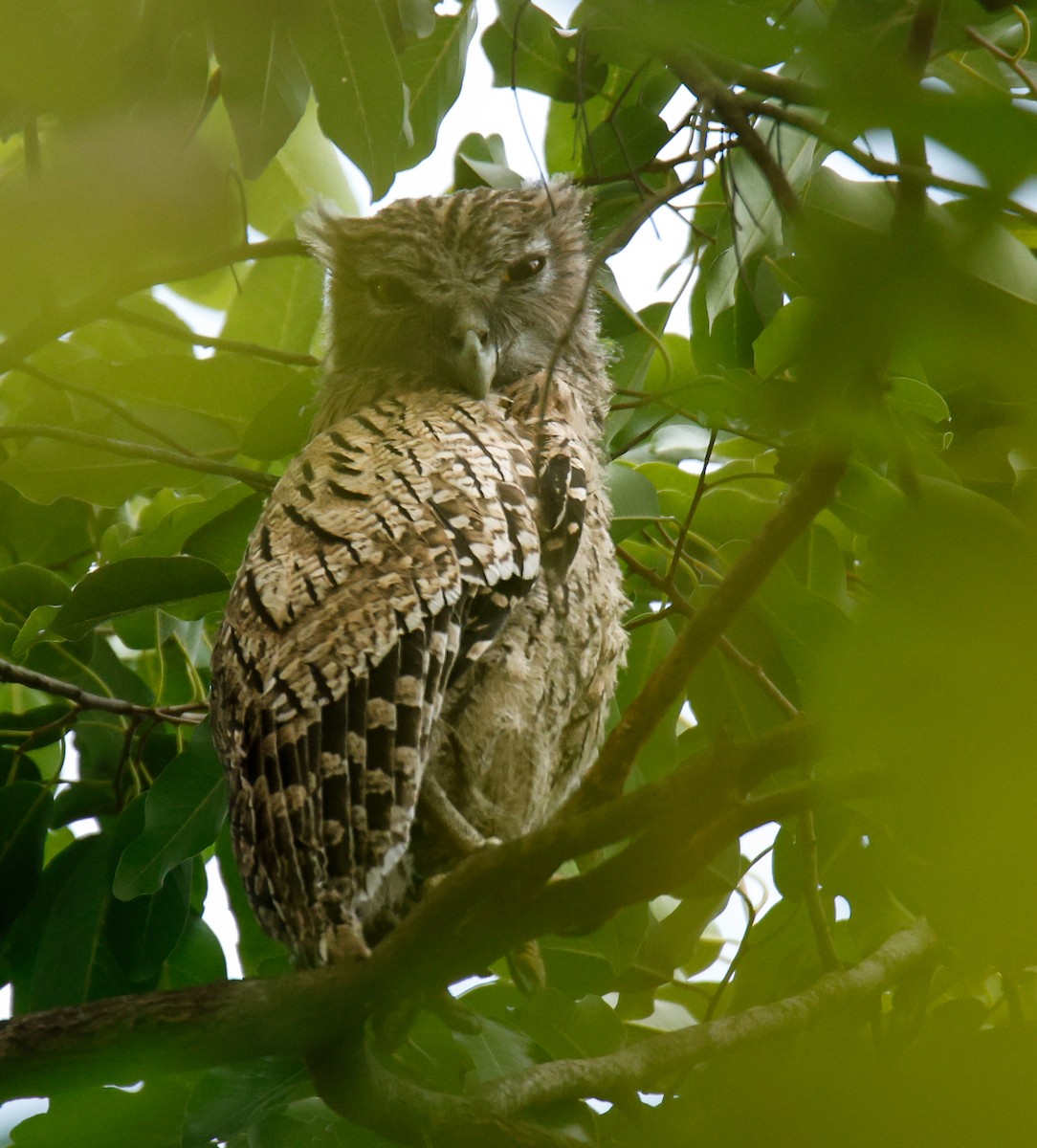 Brown Fish-Owl - ML618874817