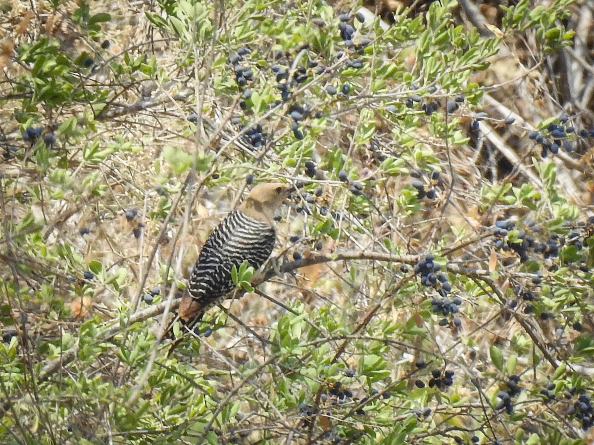 Gila Woodpecker - Sergio Castañeda Ramos