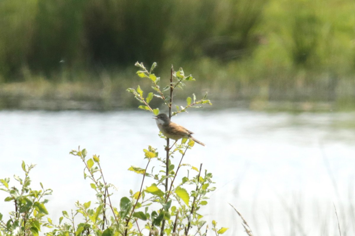 Greater Whitethroat - Jan Roedolf