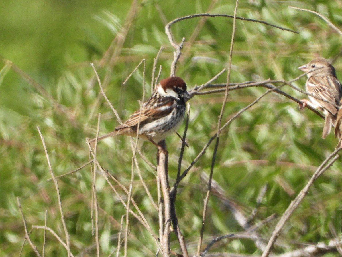 Spanish Sparrow - Luis Miguel Pérez Peinado