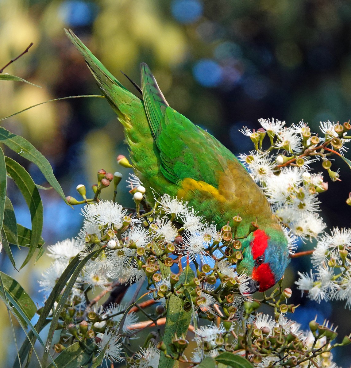 Musk Lorikeet - Russell Scott