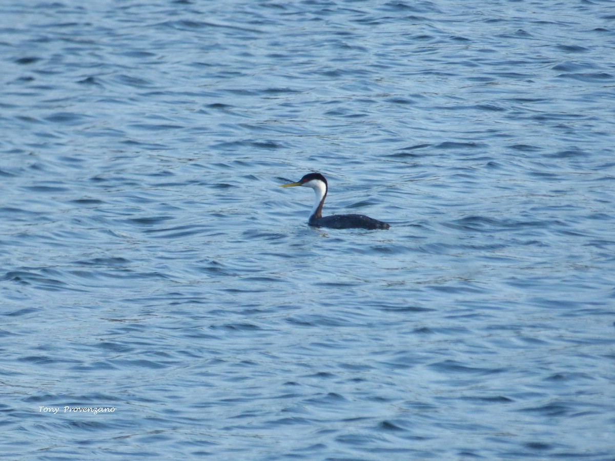 Western Grebe - ML618874835