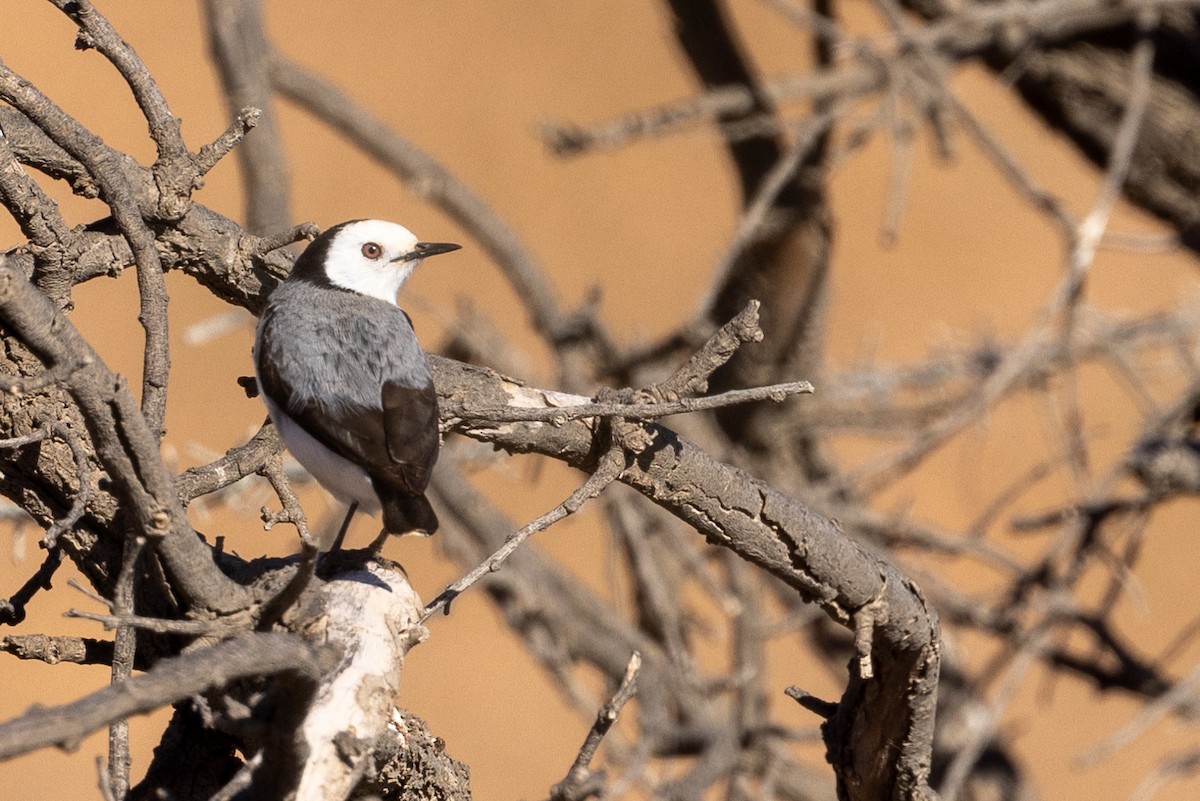 White-fronted Chat - Richard and Margaret Alcorn