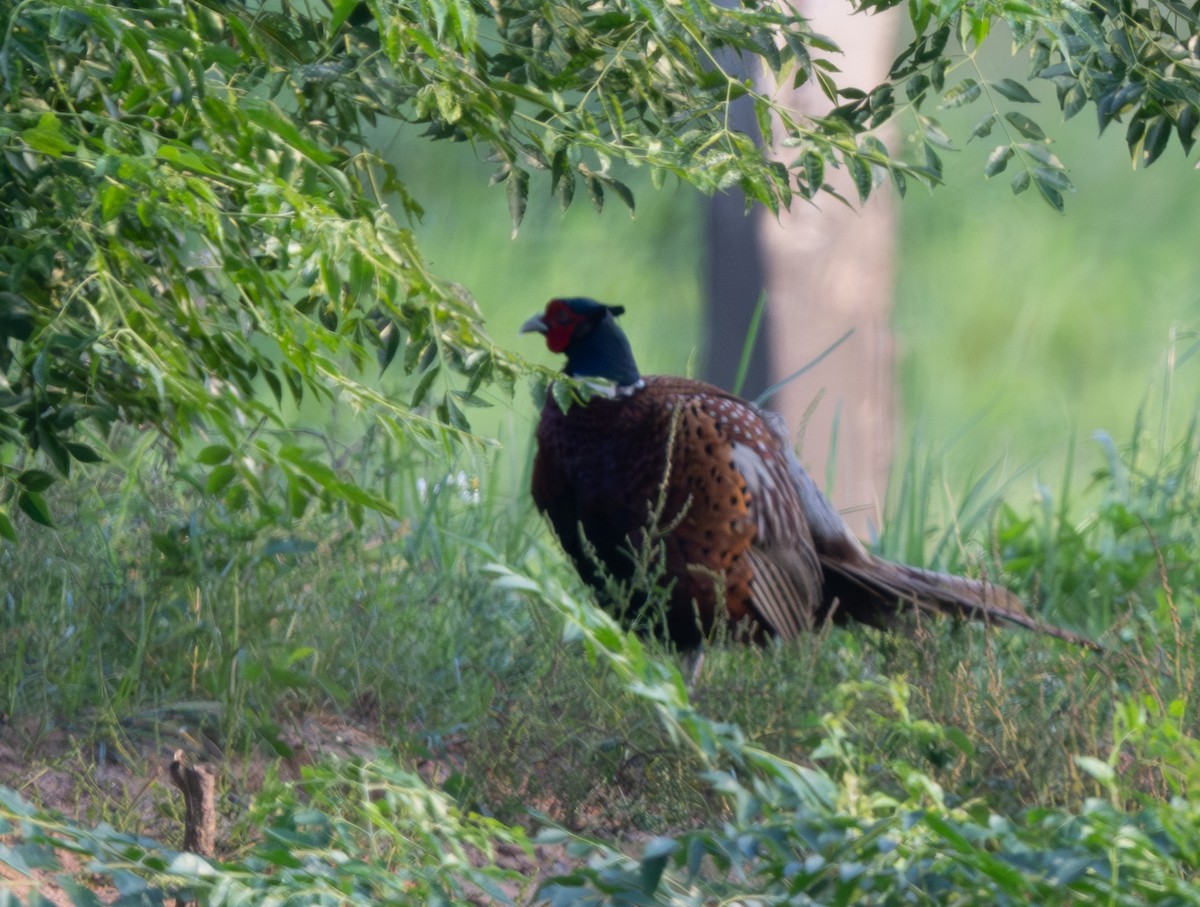 Ring-necked Pheasant - ML618874849