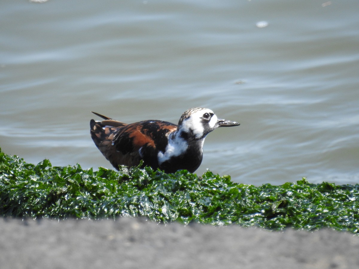 Ruddy Turnstone - Akihiko Sakurai