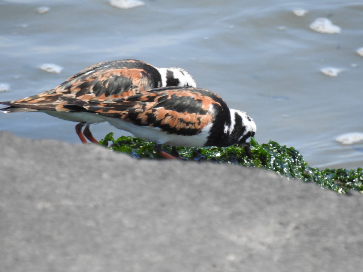 Ruddy Turnstone - Akihiko Sakurai