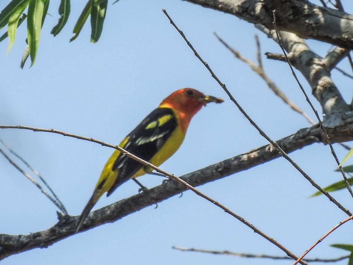 Western Tanager - Sergio Castañeda Ramos