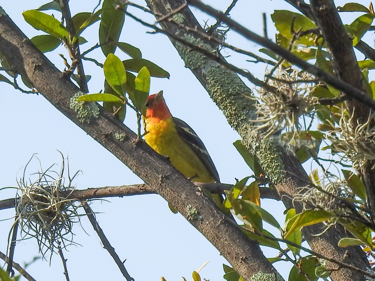 Western Tanager - Sergio Castañeda Ramos