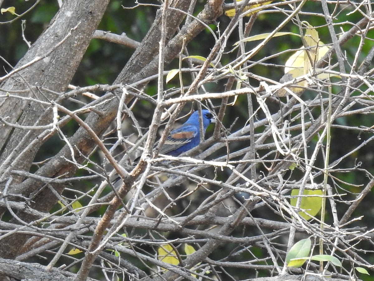 Blue Grosbeak - Sergio Castañeda Ramos