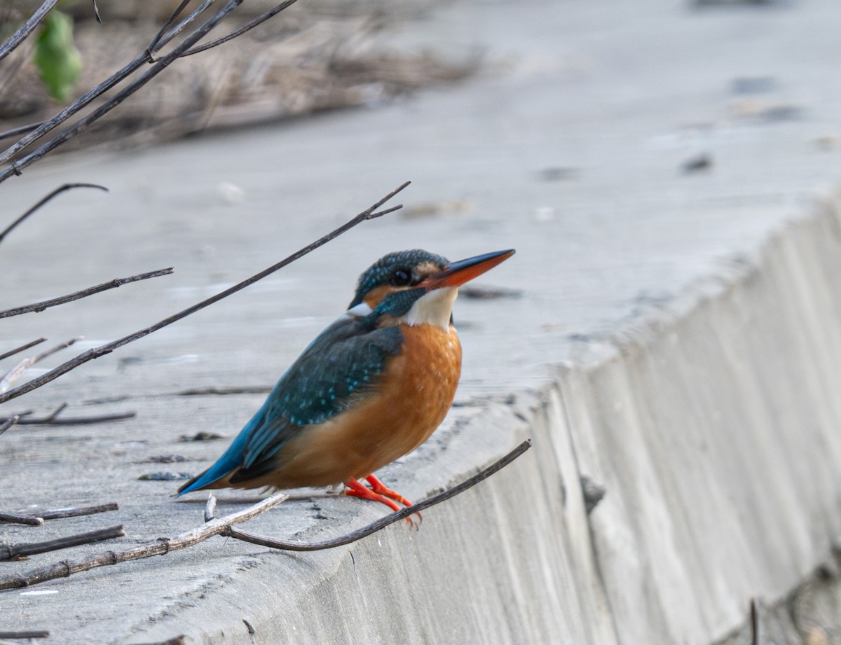 Common Kingfisher - ML618874862