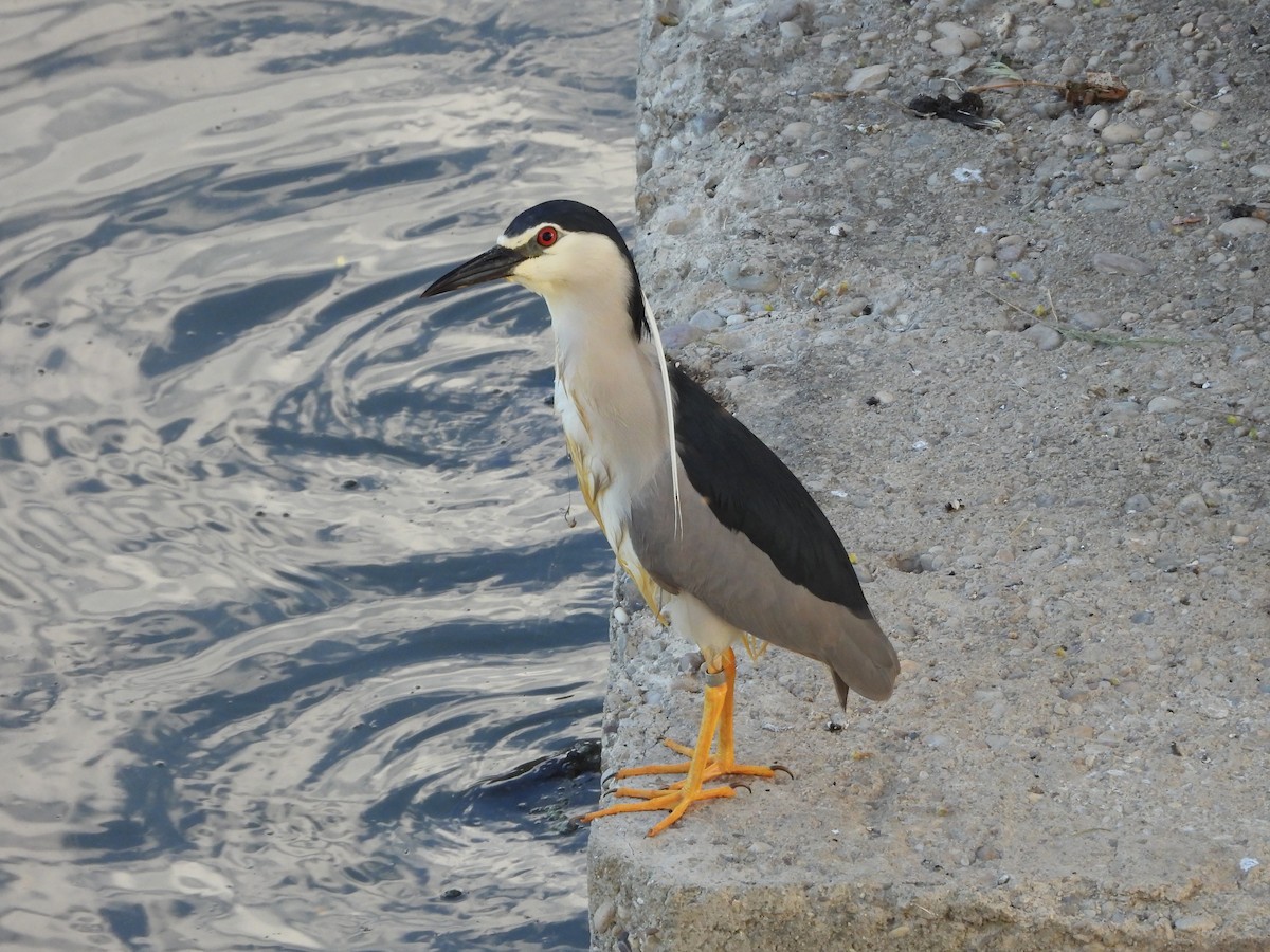 Black-crowned Night Heron - ML618874865